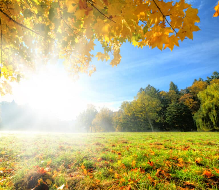 Beautiful autumn tree with fallen dry leaves